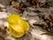 Ripe Starfruit in the Thai garden.