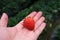 Ripe stawberry in hand