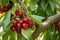 Ripe stella cherries hanging on cherry tree with blurred background and copy space