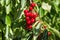 Ripe stella cherries hanging on cherry tree branch with blurred background