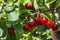 Ripe stella cherries hanging on cherry tree branch with blurred background and copy space