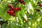 Ripe stella cherries hanging on cherry tree branch with blurred background and copy space