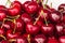 Ripe Stella cherries with water droplets and blurred background