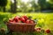 Ripe strawberries in basket on green lawn, berries spilled on grass, fresh summer harvest scene