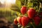 Ripe strawberries on a branch in a strawberry field at sunset