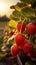 Ripe strawberries on a branch in a strawberry field at sunset