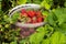 Ripe strawberries in a bucket garden. Picking summer berries