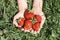 Ripe strawberries in a child`s hands on grass background on organic strawberry farm, people picking strawberries in summer season