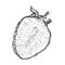 Ripe Strawberries cut in half. Sketch of half a strawberry with a twig and leaves. The sweet, juicy berry is hand drawn and