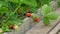 Ripe strawberries in a greenhouse. Organic fresh ripe strawberry harvest in greenhouse garden.