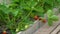 Ripe strawberries in a greenhouse. Organic fresh ripe strawberry harvest in greenhouse garden. Agricultural greenhouse