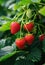 Ripe strawberries growing on a bush