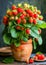 Ripe Strawberries Growing in Terracotta Pot in Rustic Setting. Home Gardening concept