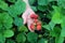 Ripe strawberries on a hand, strawberry bed in a garden, close - up view