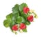 Ripe strawberries with leaves, fresh and clean from the deliciously sweet garden on white background