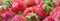 Ripe strawberries panorama wallpaper, close-up