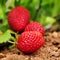 Ripe strawberries in the plant