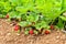 Ripe strawberries in the plant