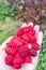 Ripe strawberries and raspberries in the palm of your hand. Berry harvest.