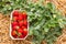 Ripe strawberries in recyclable cardboard box in organic strawberry garden