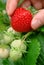 Ripe strawberry being plucked