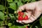 Ripe strawberry in female hand