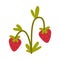 Ripe strawberry growing plant cartoon vector illustration on white