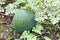 Ripe striped watermelon