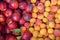 Ripe sugar sweet nectarines; peaches and apricots at a crate on stand at the marketplace