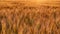 Ripe summer wheat field in the light of the sunset. Bright conceptual background