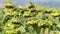 Ripe sunflowers on agricultural field awaiting harvest in Ukraine