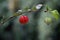 Ripe Surinam cherries ready to be harvested.