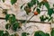 Ripe surinam cherry fruit on tree on blurred stone background. Pitanga.