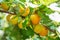 Ripe sweet apricot fruits growing on a apricot tree branch in or