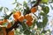 Ripe sweet apricot fruits growing on a apricot tree branch in orchard.