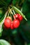 Ripe Sweet Cheeries on Tree