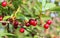 Ripe Sweet Cherry Growing on a Branch