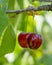 Ripe sweet cherry growing on a tree, close-up.