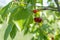 Ripe sweet cherry growing on a tree, close-up.