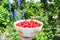 Ripe Sweet Cherry Harvest. Cherries in color bowl against flowers background.