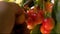 Ripe sweet cherry picking hand closeup. Harvesting fruit tree garden fruit farm harvest garden growing fruit picking