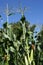 Ripe sweet corn field details