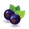 Ripe, sweet and juicy blackcurrant with green leaves. Ingredient for healthy eating and nutrition.