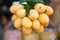 Ripe sweet marian plum Maprang Mayongchid Plum Mango