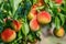 Ripe sweet peach fruits growing on a peach tree branch