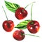 Ripe sweet red cherries with green leaves isolated, cherry fruits, hand drawn watercolor illustration on white