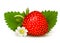 Ripe sweet strawberry and flower with leaves.