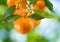 Ripe sweet tangerine closeup