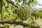 Ripe Sweetsop Annoma Squamosa On Tree