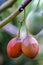 Ripe tamarillos hanging from the tree